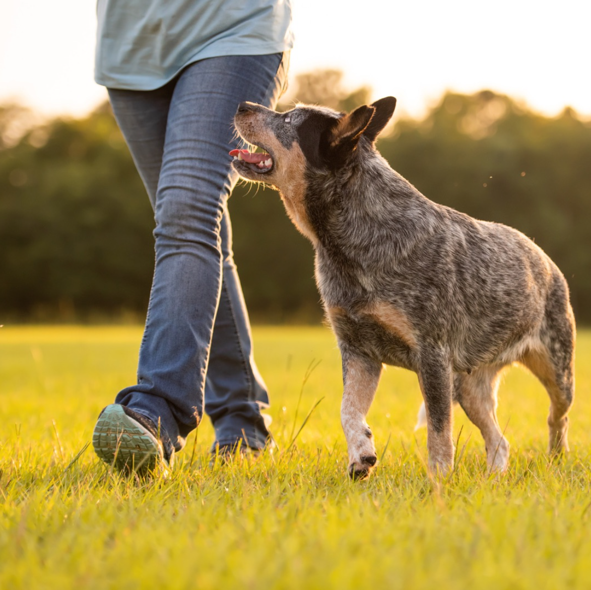 Bluey the Australian Cattle Dog walking through a sunlit field beside his owner