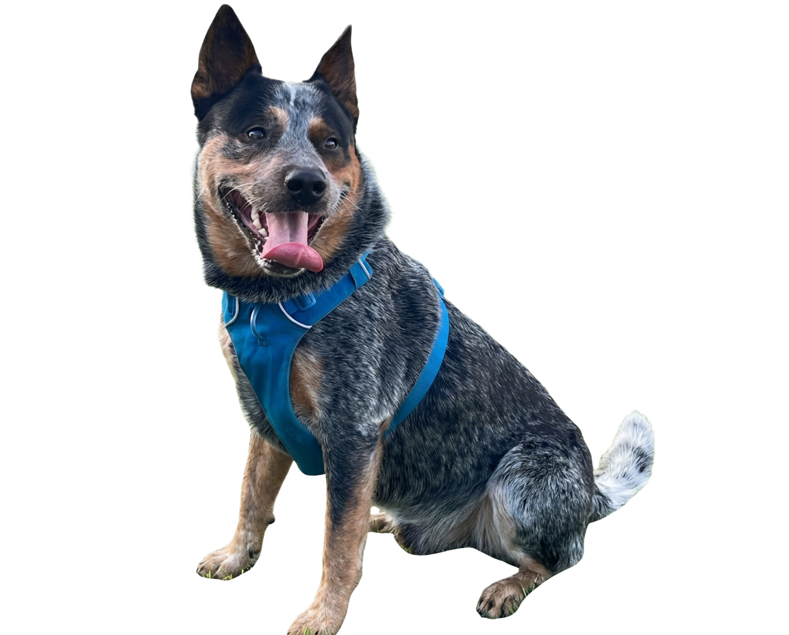 Bluey, the Australian Cattle Dog behind Bluey Home Loans